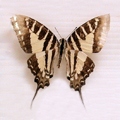 Sport swordtail Graphium nomius nomius